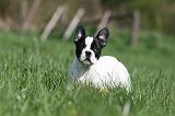 BOULEDOGUE FRANCAIS 1081